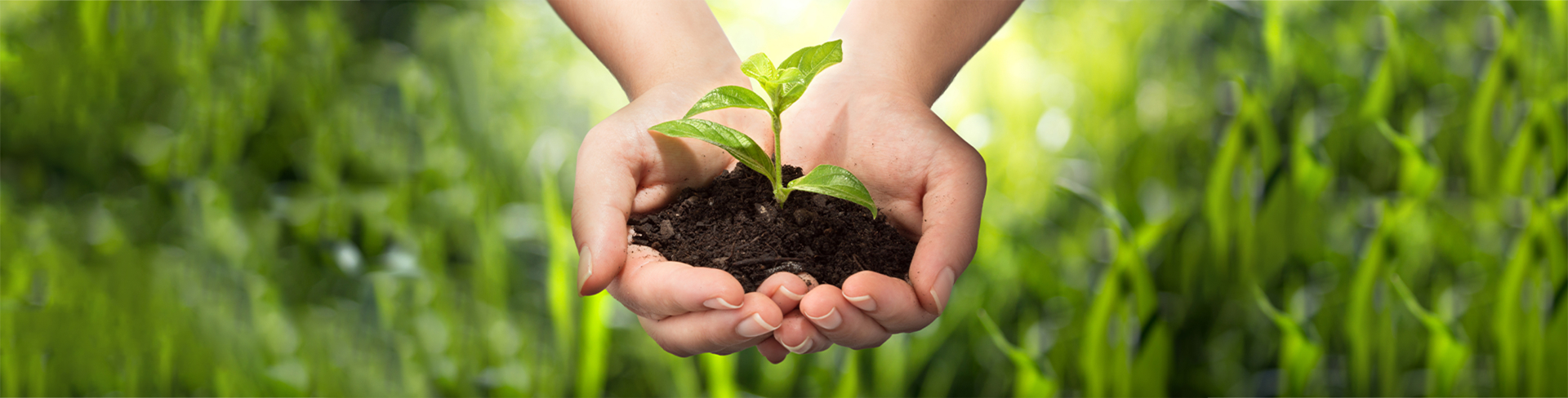 Imagem de duas mãos segurando uma muda de planta