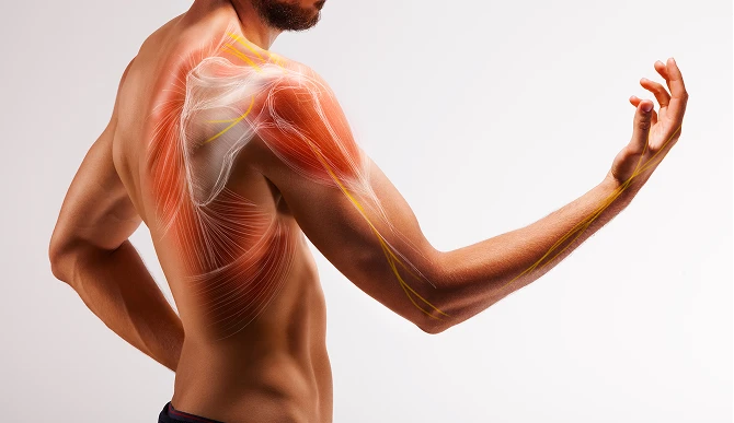 Construção e reparo dos tecidos