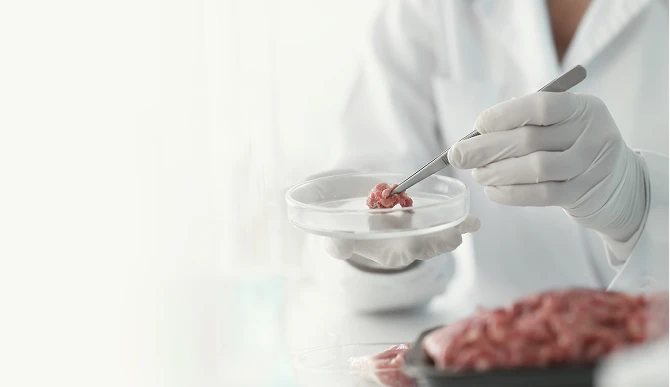 Close-up de um pesquisador usando luvas brancas e segurando uma pinça para analisar uma amostra de carne em uma placa de Petri, em um ambiente de laboratório limpo.