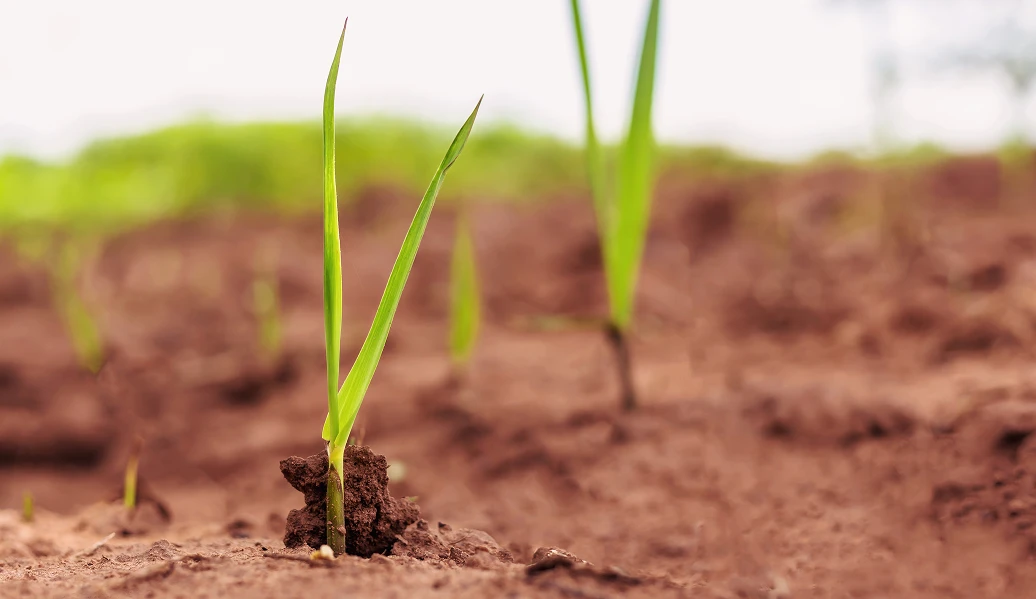 Plantas crescendo no solo