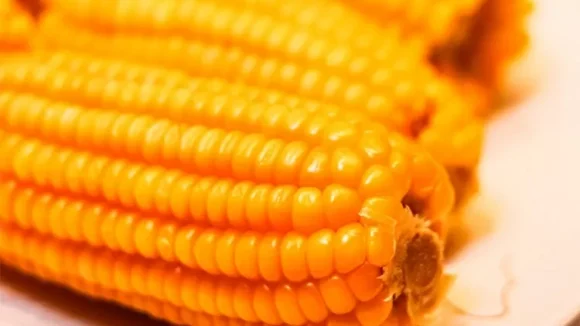 Alimentos